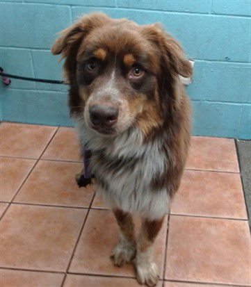 adoptable Dog in Downey, CA named COWBOY