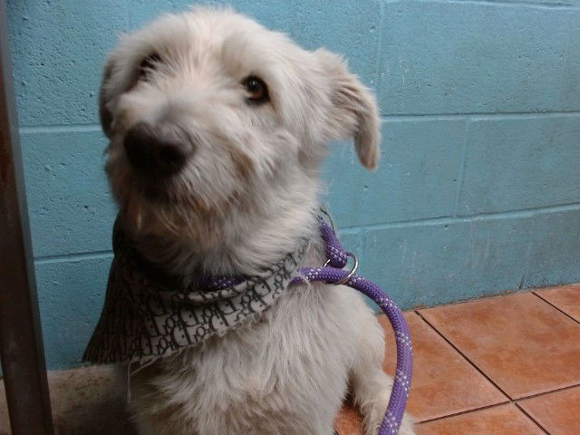 adoptable Dog in Downey, CA named DONKEY