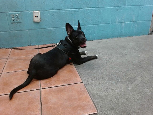 adoptable Dog in Downey, CA named ROCKY MELLO