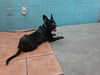 adoptable Dog in downey, CA named ROCKY MELLO