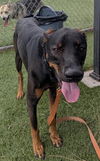 adoptable Dog in  named MAXY