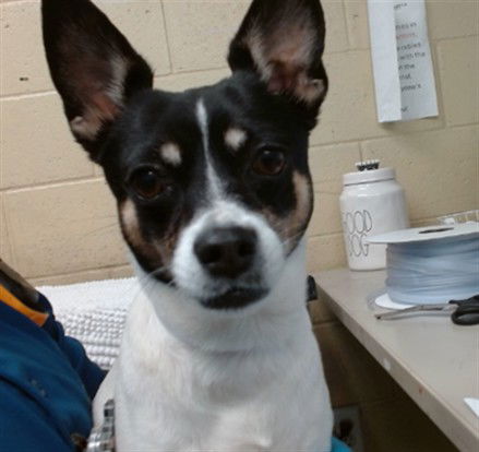 adoptable Dog in Downey, CA named JANA