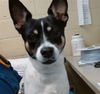 adoptable Dog in  named JANA