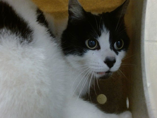 adoptable Cat in Downey, CA named OREO