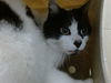 adoptable Cat in downey, CA named OREO