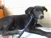 adoptable Dog in downey, CA named TERRANCE