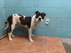 adoptable Dog in  named NYLAH