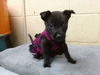 adoptable Dog in  named MANGO