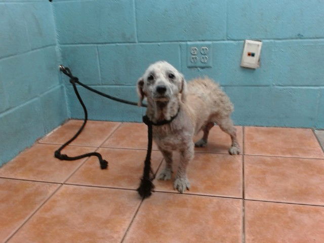 adoptable Dog in Downey, CA named BARNEY