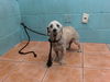 adoptable Dog in  named BARNEY
