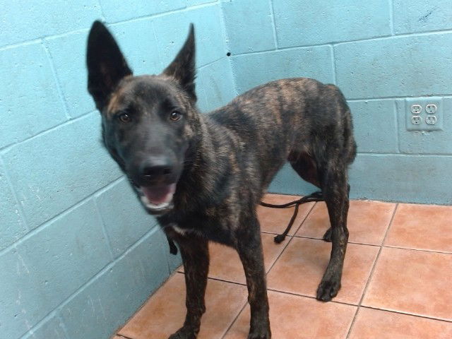 adoptable Dog in Downey, CA named LOBO