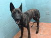 adoptable Dog in  named LOBO