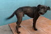 adoptable Dog in  named MOLASSES