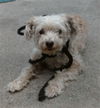 adoptable Dog in  named CYBILL