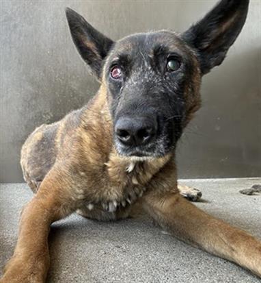 adoptable Dog in Downey, CA named ROCO