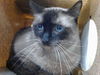 adoptable Cat in  named TOMMY