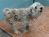 adoptable Dog in  named TILLY
