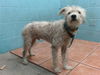 adoptable Dog in  named KIBA