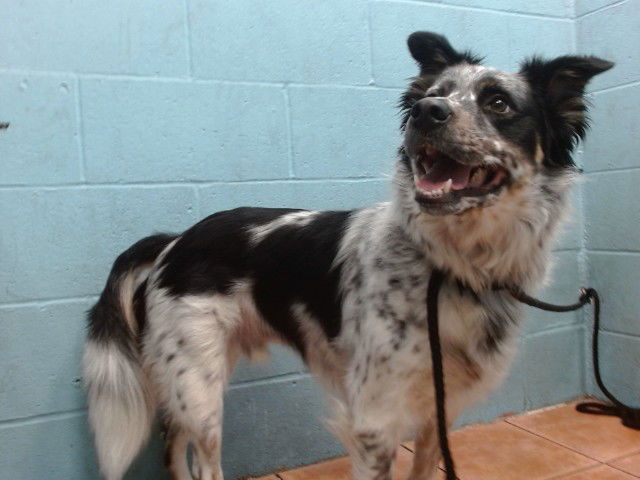 adoptable Dog in Downey, CA named OLIVER