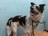 adoptable Dog in  named OLIVER