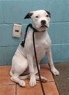 adoptable Dog in  named MISHA