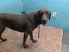 adoptable Dog in  named HAZEL