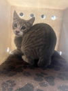 adoptable Cat in  named POLLIE