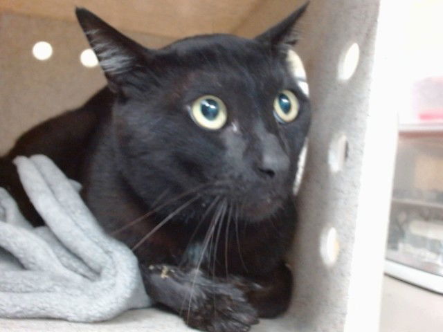 adoptable Cat in Downey, CA named JACK