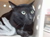 adoptable Cat in  named JACK