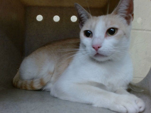 adoptable Cat in Downey, CA named APRICOT