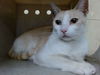 adoptable Cat in  named APRICOT