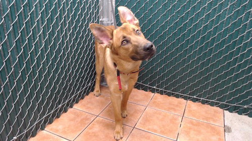 RAVEN - German Shepherd Dog available for adoption