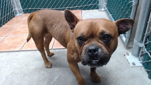 CHICKEN NUGGET - French Bulldog available for adoption