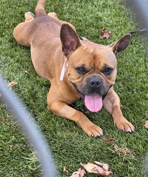 picture of the dog needing adoption