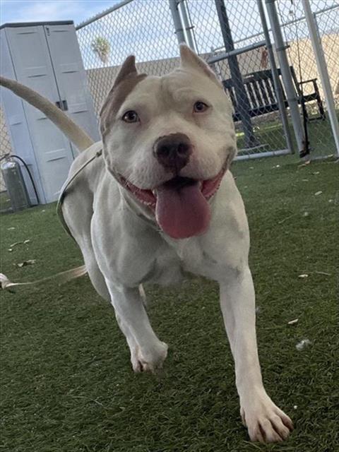 HEAVEN, an adoptable Pit Bull Terrier in Downey, CA