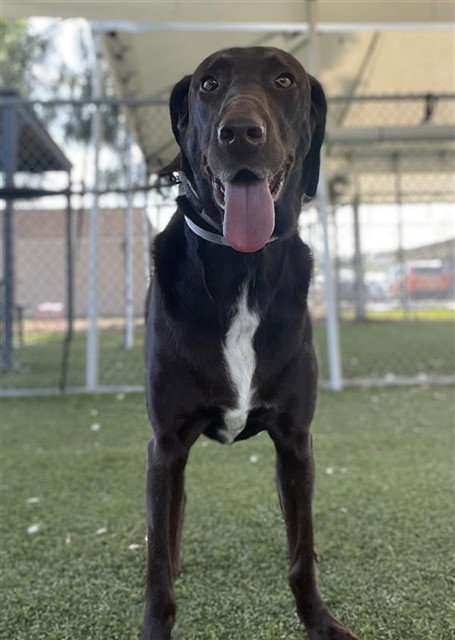 NOVA, an adoptable Labrador Retriever in Downey, CA