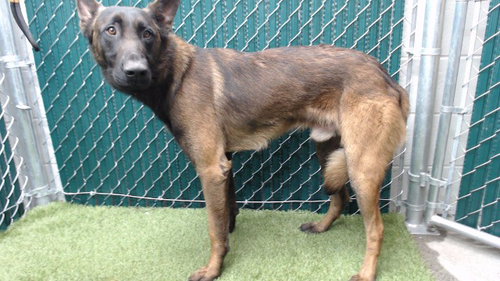 SARGE, an adoptable Belgian Shepherd Malinois in Downey, CA
