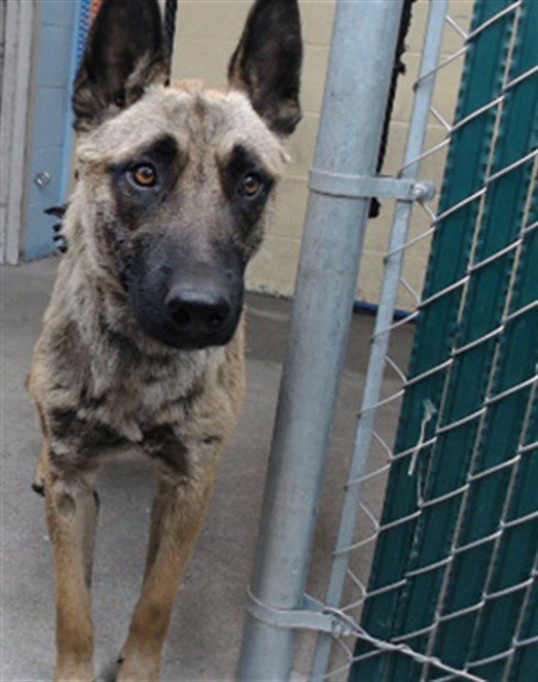 DAVID, an adoptable Belgian Shepherd Malinois in Downey, CA