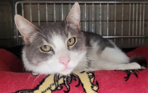HOMIE, an adoptable Domestic Long Hair in Downey, CA