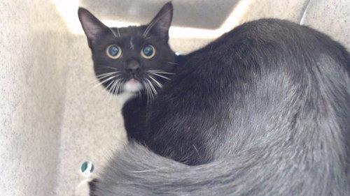 PEPPER, an adoptable Domestic Short Hair in Downey, CA