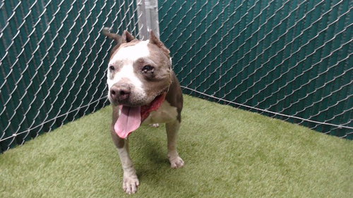 ROCKO, an adoptable Pit Bull Terrier in Downey, CA