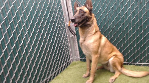 MIA, an adoptable Belgian Shepherd Malinois in Downey, CA
