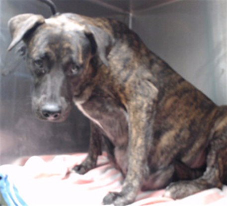 CANDY, an adoptable Pit Bull Terrier in Downey, CA