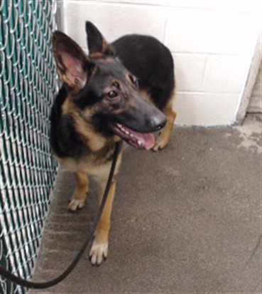 BELLA, an adoptable Belgian Shepherd Malinois in Downey, CA