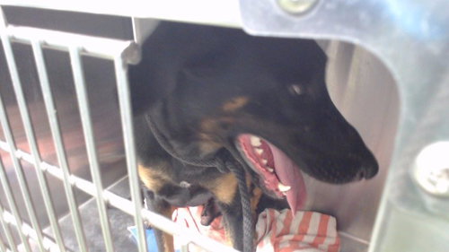 JACK, an adoptable Doberman Pinscher in Downey, CA