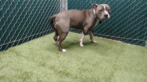 LUNA, an adoptable Pit Bull Terrier in Downey, CA