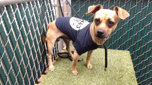 PUDDLES, an adoptable Dachshund in Downey, CA
