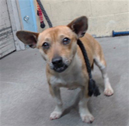 LUNA, an adoptable Chihuahua in Downey, CA