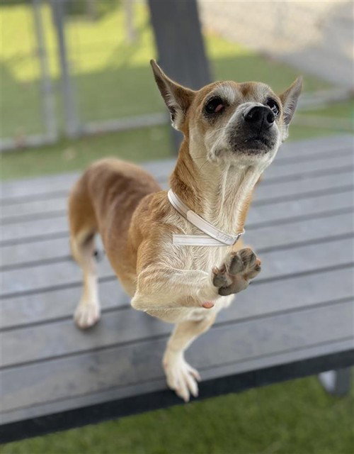 CHICO, an adoptable Chihuahua in Downey, CA