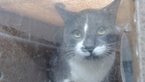 SHARKY, an adoptable Domestic Short Hair in Downey, CA